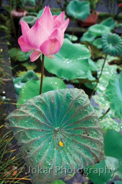 Lotus_cafe_20100919_006.jpg