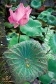 Lotus_cafe_20100919_006