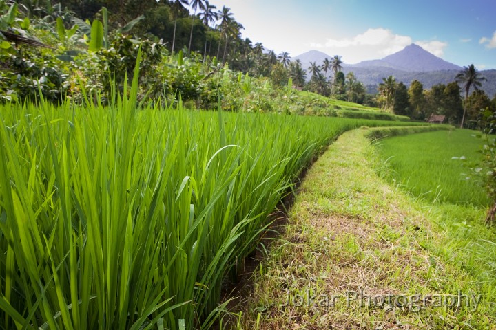 Munduk_20100418_065.jpg