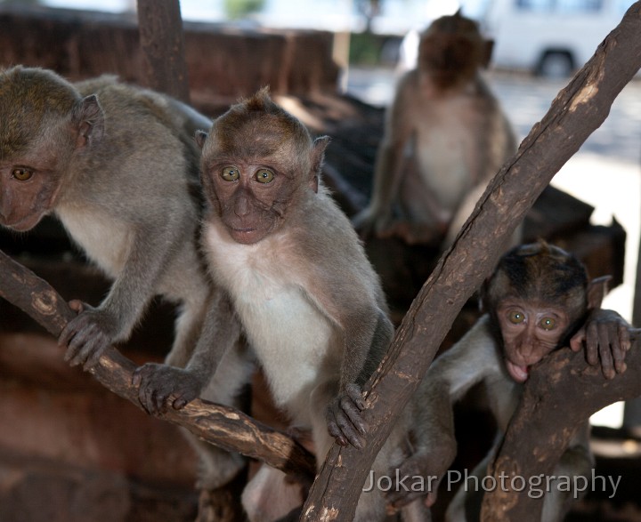 Pemuteran_20100914_312.jpg