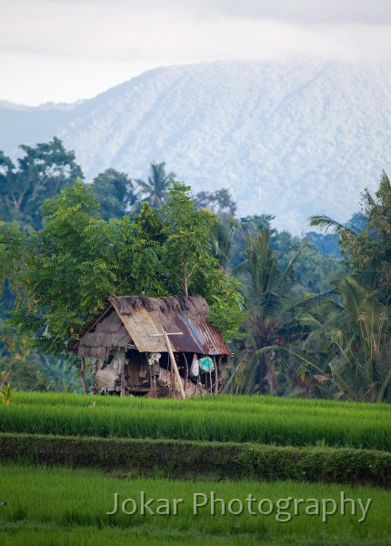 Ricefields_walk_20100228_002.jpg