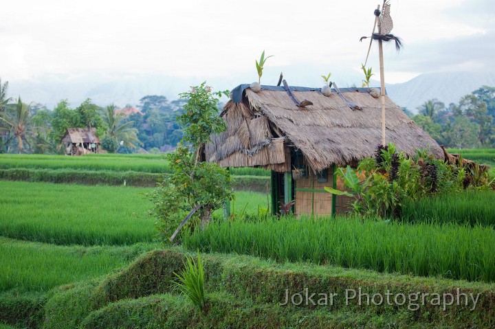 Ricefields_walk_20100228_008.jpg