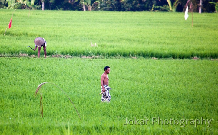 Ricefields_walk_20100228_009.jpg