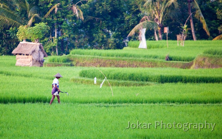 Ricefields_walk_20100228_011.jpg