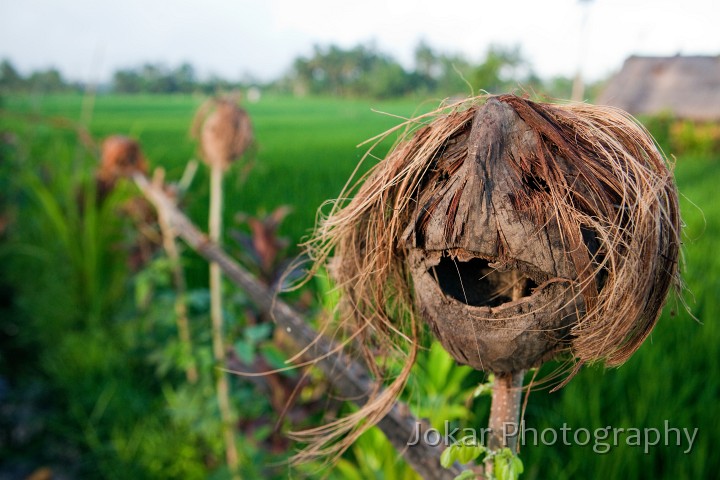 Ricefields_walk_20100228_012.jpg