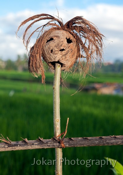 Ricefields_walk_20100228_014.jpg