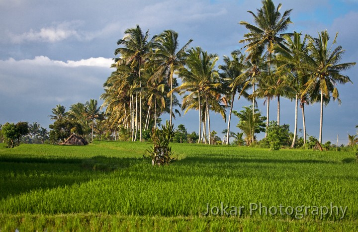 Ricefields_walk_20100228_020.jpg