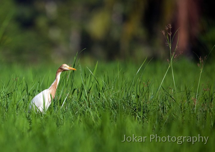 Ricefields_walk_20100228_030.jpg