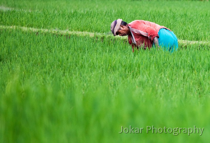 Ricefields_walk_20100228_044.jpg