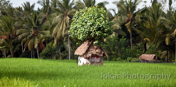 Ricefields_walk_20100228_046.jpg