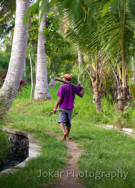 Ricefields_walk_20100228_047.jpg