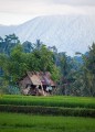 Ricefields_walk_20100228_002