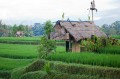 Ricefields_walk_20100228_008