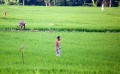 Ricefields_walk_20100228_009