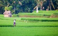 Ricefields_walk_20100228_011