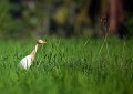 Ricefields_walk_20100228_030