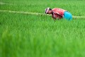 Ricefields_walk_20100228_044