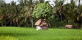 Ricefields_walk_20100228_046