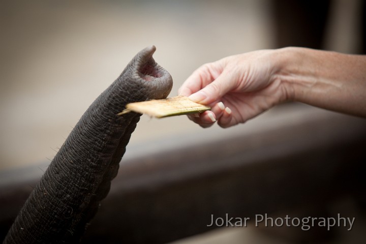 Taro_Elephant_Park_20100711_010.jpg