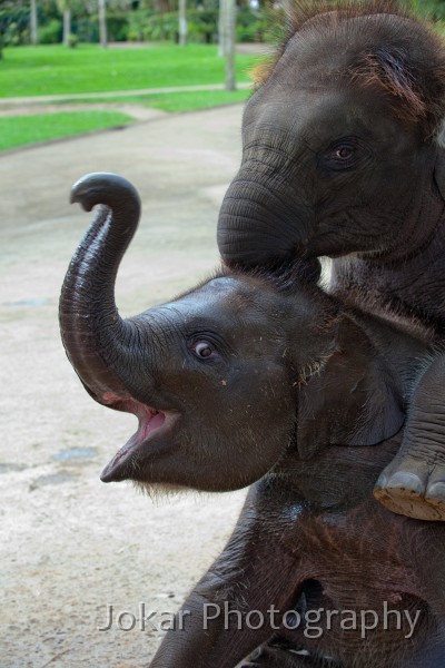 Taro_Elephant_Park_20100711_116.jpg