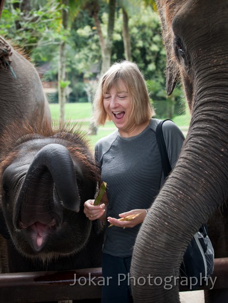 Taro_Elephant_Park_20100711_149.jpg