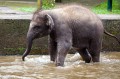 Taro_Elephant_Park_20100711_002