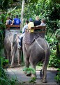 Taro_Elephant_Park_20100711_031