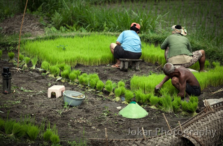 Tirta_Gangga_20100625_005.jpg