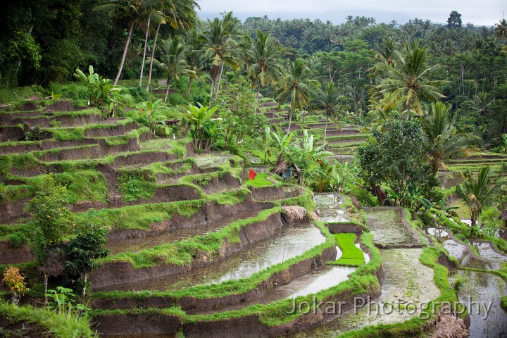 Tirta_Gangga_20100625_082.jpg