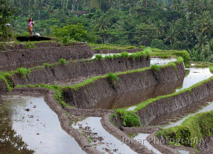 Tirta_Gangga_20100625_100.jpg