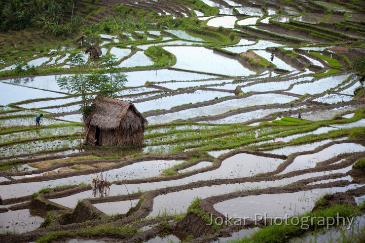 Tirta_Gangga_20100625_137.jpg