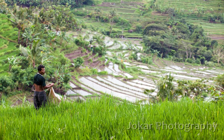 Tirta_Gangga_20100625_158.jpg