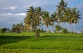 Ricefields_walk