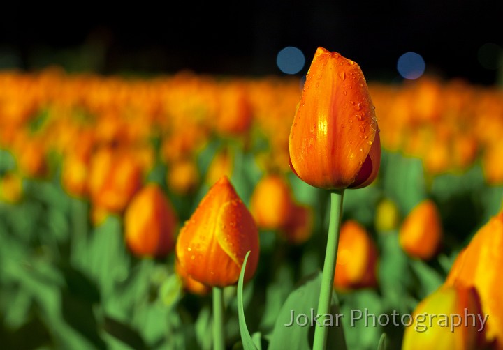 Floriade_20110928_324.jpg