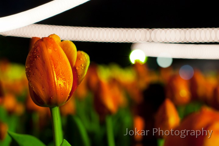 Tulips, Floriade 2011 NightFest