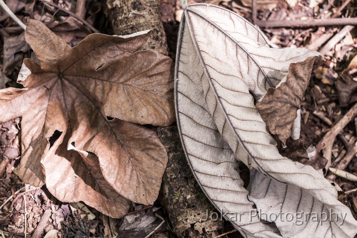 Mullumbimby_20120409_090.jpg