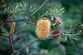 Freycinet_20120205_131