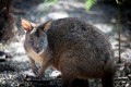 Narawntapu_20120131_007