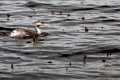 Narawntapu_20120131_025