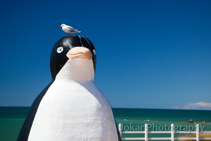 Penguin_20120213_007.jpg