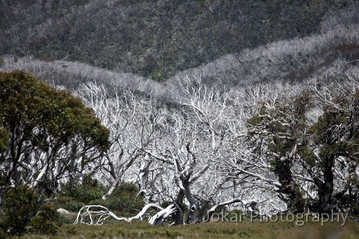 Thredbo_20120114_0106.jpg