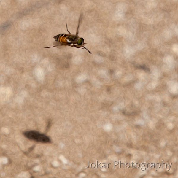 Thredbo_20120114_0121.jpg