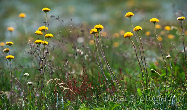 Thredbo_20120114_0123.jpg