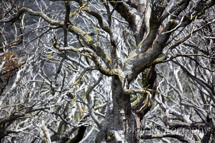 Thredbo_20120114_0130.jpg