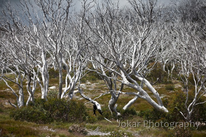 Thredbo_20120114_0144.jpg