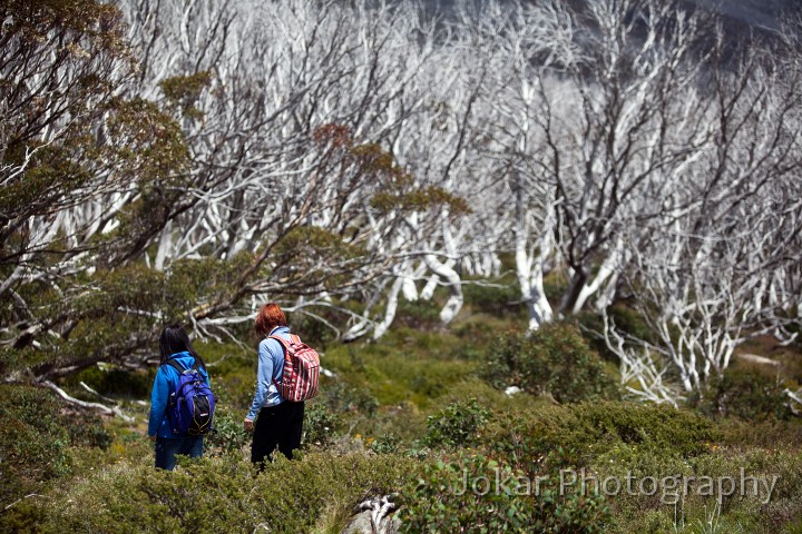 Thredbo_20120114_0147.jpg