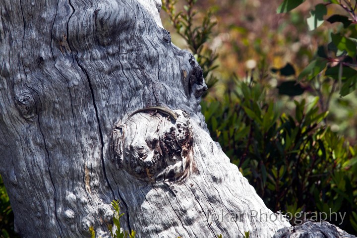 Thredbo_20120114_0163.jpg