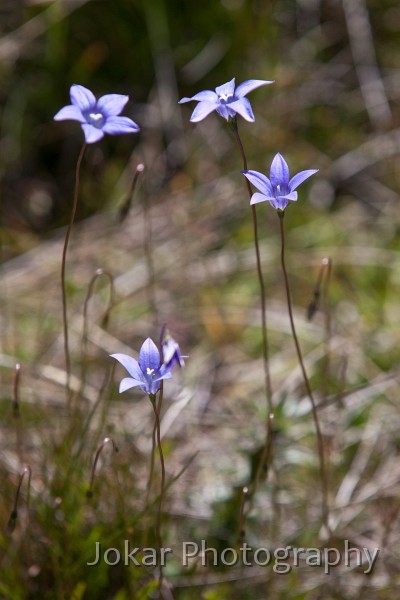 Thredbo_20120114_0175.jpg