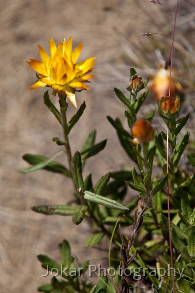 Thredbo_20120114_0176.jpg