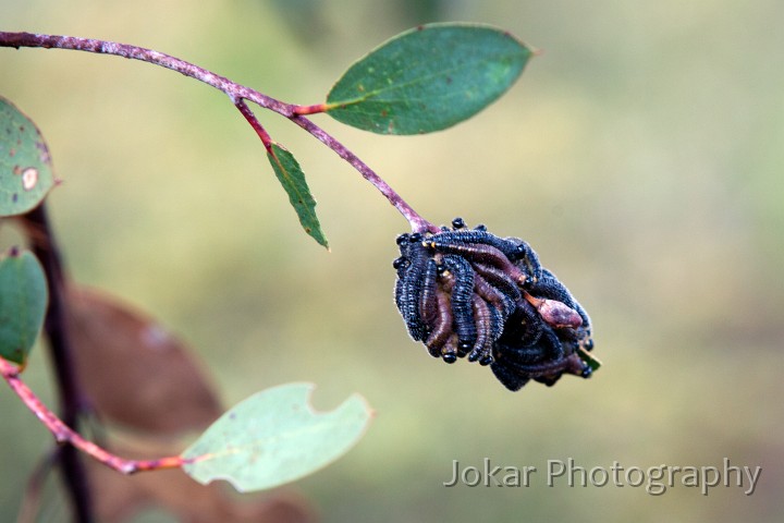 Thredbo_20120115_0231.jpg